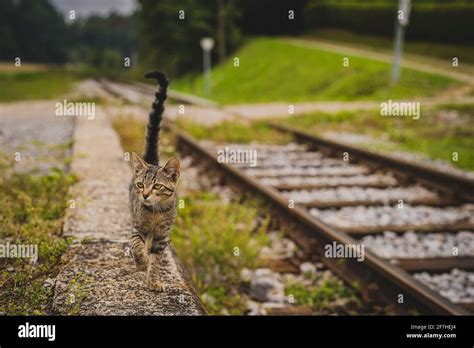 Cute Young Grey Striped Cat Walking Like A Model Next To A Train Track