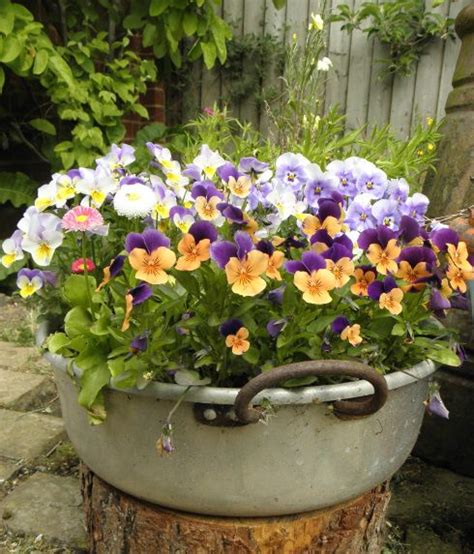 Beautiful Pansies Container Gardening Flowers Garden Containers