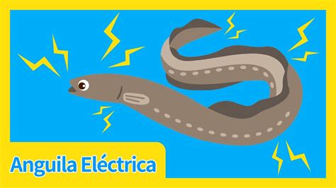 Anguila Eléctrica🐍⚡ Canciones Infantiles Para Niños Animales Del