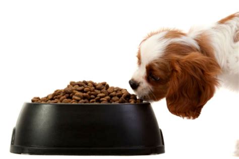 From the care we take to source our ingredients and make our food, to the moment it reaches your home, freshpet's integrity, transparency and social responsibility are the way we like to run our business. Benefits of High-Fiber Dog Foods