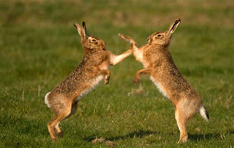 The Magical Mythology Of Mad March Hares Country Life