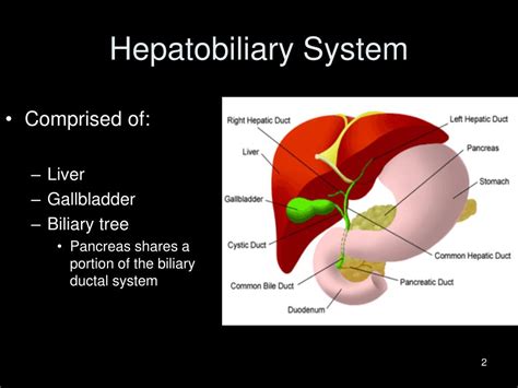 Ppt Hepatobiliary And Genitourinary Powerpoint Presentation Free