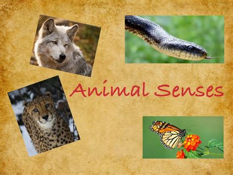 Animals Senses Free Activities Online For Kids In 1st Grade By Nupur Biswal
