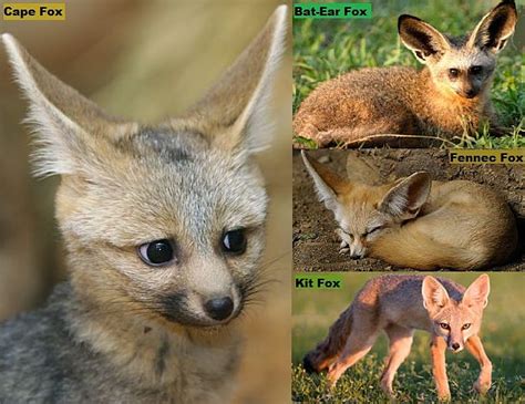 Fox Facts Animal Facts Encyclopedia