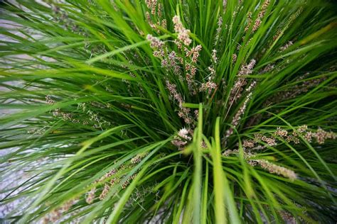 A Complete Guide To Australian Native Grasses Au