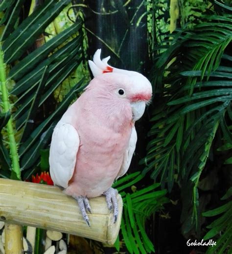 Pink Parrot Wacky Wednesday And Color Crazy Virily