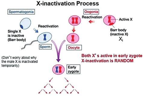 X Chromosome Inactivation Reproduced From