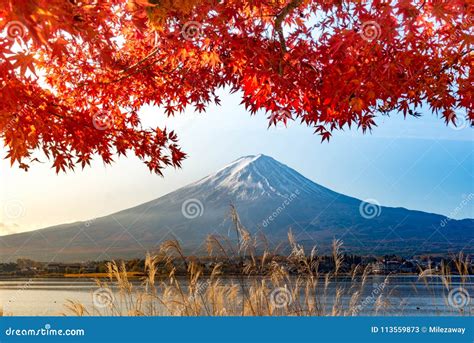 Mt Fuji In Autumn Behind The Red Maple Tree From Lake Kawaguchi Stock