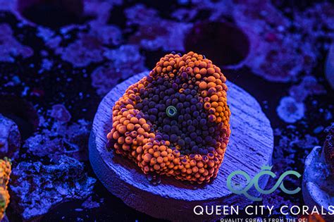 Orange Ricordea Mushroom Wysiwyg Queen City Corals