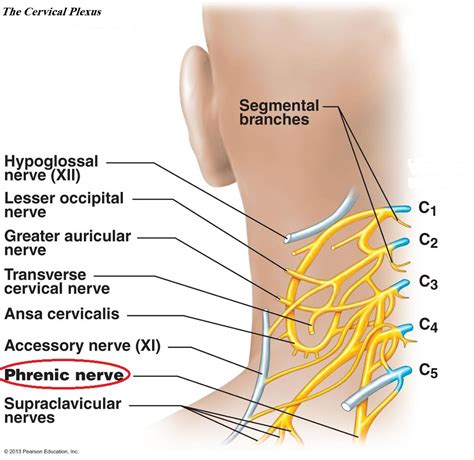 Do The Phrenic Nerves Arise From The Cervical Plexuses The Brachial Plexus The Lumbar Plexuses