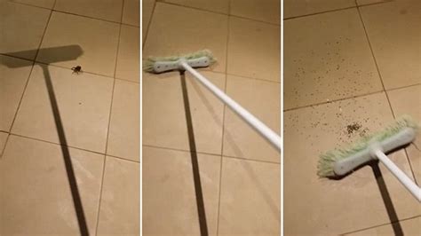A Man Smacks A Huge Wolf Spider With A Broom Only For