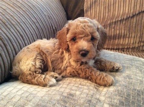 Have a puppy for sale list it here in our puppies classifieds for free, there is no fees to list your puppy ad. Cavapoo Puppies For Sale | Pittsburgh, PA #282601