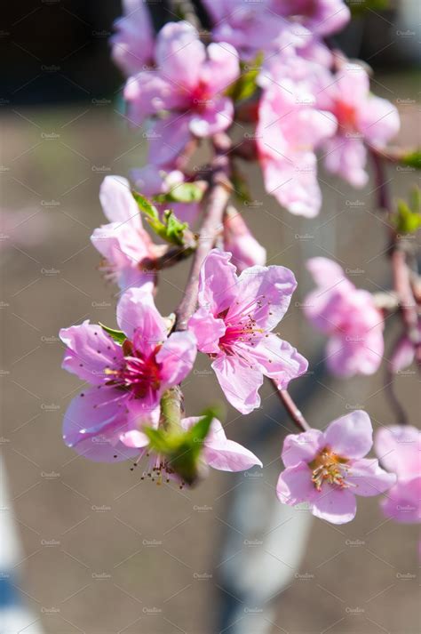 4441 free tree 3d models for download, files in 3ds, max, maya, blend, c4d, obj, fbx, with lowpoly, rigged, animated, 3d printable, vr, game. Blooming Peach Tree ~ Photos ~ Creative Market
