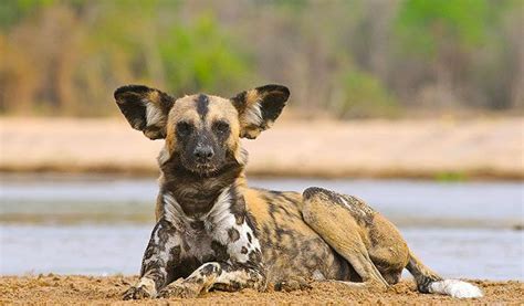 Sudan Wildlife African Wild Dog Animals Wild African Animals
