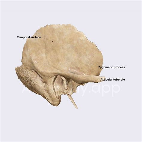 Squamous Part Of Temporal Bone Skull Head And Neck Anatomyapp