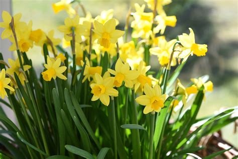Daffodils Spring Flowers Free Photo On Pixabay