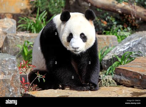 El Panda Gigante Ailuropoda Melanoleuca Adulto Zoológico De