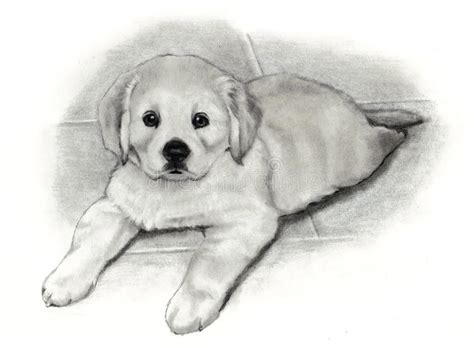Pencil Drawing Golden Retriever Puppy Stock Illustration