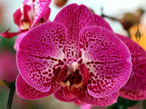 Aboutorchids Blog Archive Caring For A Valentine Orchid