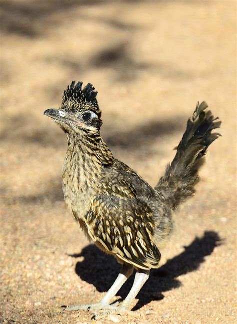 Their wings are not strong enough to keep their rather large bodies in the air for very long. A Baby Roadrunner Photograph by Saija Lehtonen
