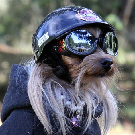 The Harley Davidson Motorcycle Dog Petmoods