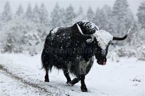 Brave Yak Stock Image Image Of Yaks Enjoying Snow 43512371