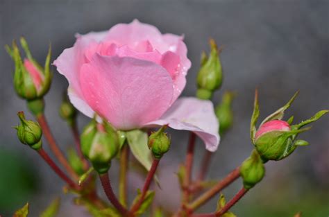 786147 Roses Pink Color Flower Bud Rare Gallery Hd Wallpapers