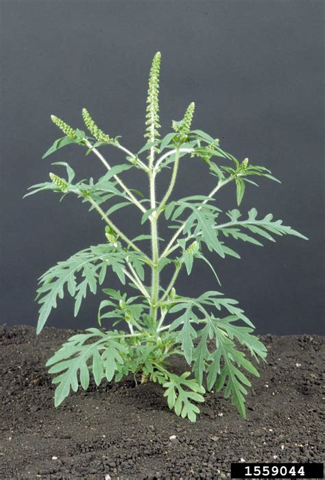 From wikipedia, the free encyclopedia. Ragweed — Northern Arizona Invasive Plants