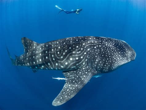 Madagascar Whale Shark Project — Marine Megafauna Foundation