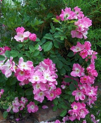 Small Rose Bushes A Complete Guide To Growing And Caring For Them