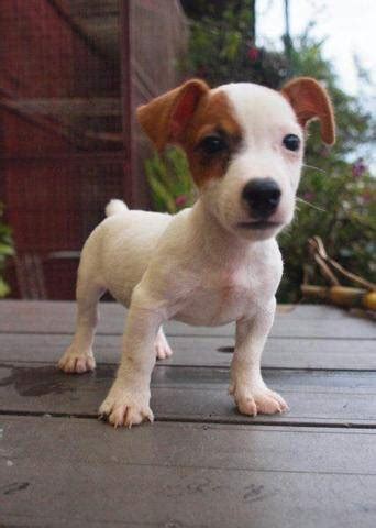 By third grade, though, he'd decided to learn. Jack Russell One eye patch Puppies FOR SALE ADOPTION from ...