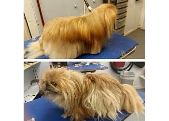 Dogs · 9 years ago. 3 Best Pet Grooming in Grand Rapids, MI - Expert ...