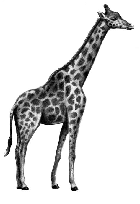 Giraffe Drawing Cute Free Download On Clipartmag