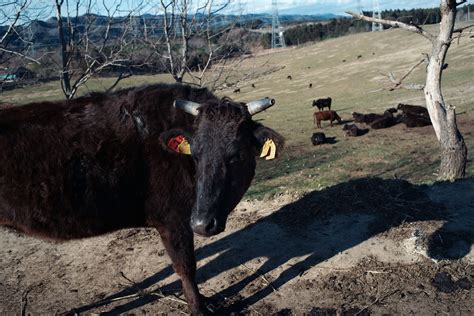 Defying Japan Rancher Saves Fukushimas Radioactive Cows The New