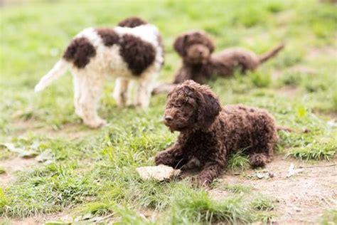 You can make a difference. Portuguese Water Dog Adoption Colorado