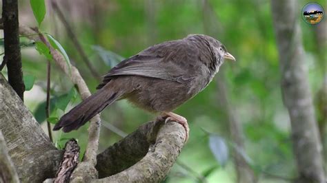 Demalichcha Bird දෙමලිච්ච කුරුල්ලා Kana Koka කන කොකා Yellow