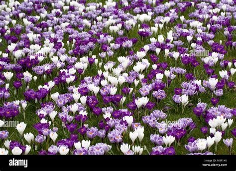 Spring Crocuses Growing In Grassland At Rhs Wisley Stock Photo Alamy