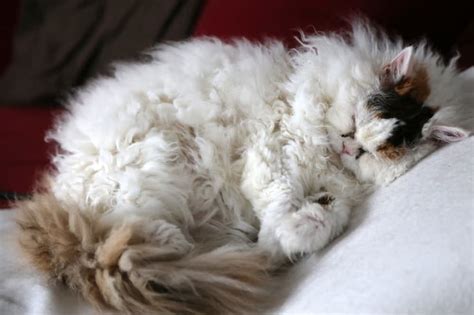 9 Curly Haired Cat Breeds With Looping Locks Great Pet Care