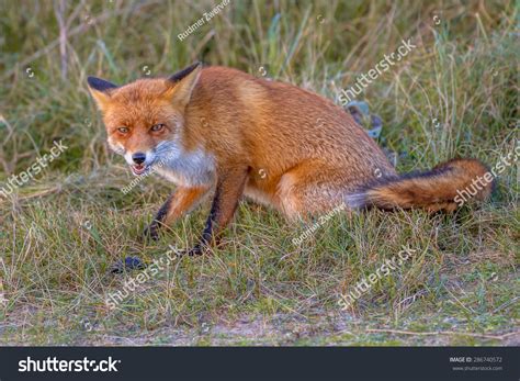 Image Aggressive Red Fox Ready Attack Stock Photo 286740572 Shutterstock