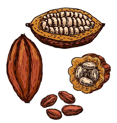 Premium Vector Cocoa Superfood Drawing Set