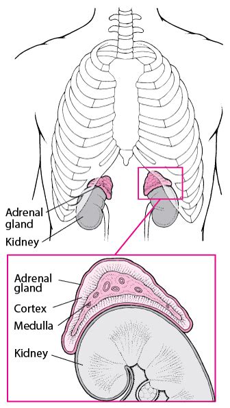 Overview Of The Adrenal Glands Hormonal And Metabolic Disorders
