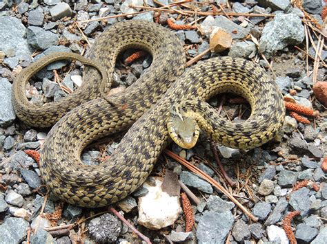 Eastern Garter Snake