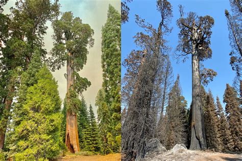 Save The Giant Sequoias Save The Redwoods League