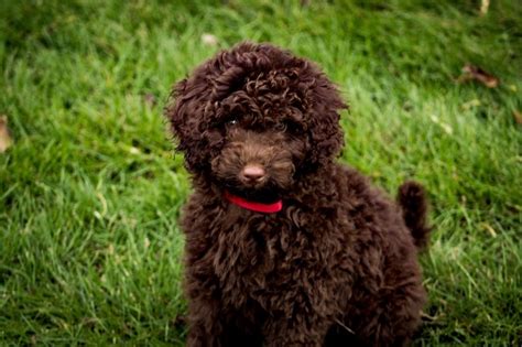 Chocolate F1b Mini Aussiedoodle Puppy In The Grass In 2021 Training