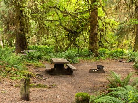 Hoh Rainforest Campground Olympic National Park