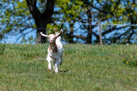 Happy Baby Goat Running Through In A Meadow Stock Image Image Of Baby