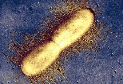 A microbial biorealm page on the genus escherichia coli. E. coli bacterium - Stock Image - B230/0234 - Science ...