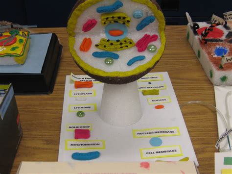 In plant cells they are large and mostly filled with water, animal cells they are smaller. Fifth Grade Science Projects (Parts Of A Cell) | Chainimage