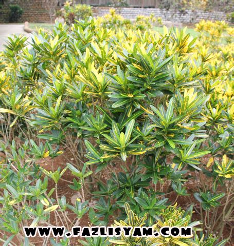 Tanaman perlu dilindungi daripada musuh seperti serangga, siput dan kulat kawalan boleh dilakukan secara terus. Penjagaan Pokok Puding | Segalanya Tentang Tumbuhan...