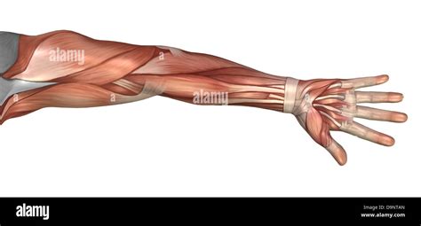 Muscle Anatomy Of Arm